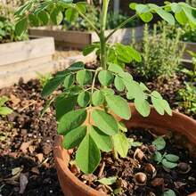 Flower Seeds - View 1