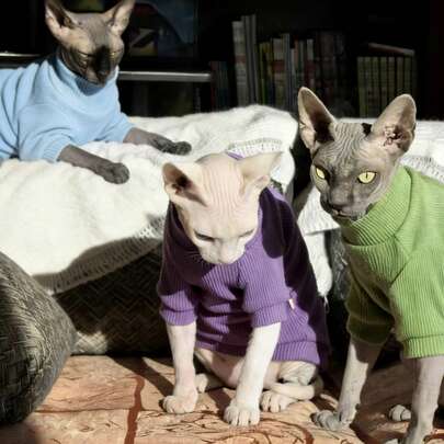 Sphynx Cat Solid Color Homewear, 3 Colors Suitable For Small To Medium Cats, Machine Washable Pet Clothing