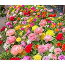 Flower Seeds - View 2