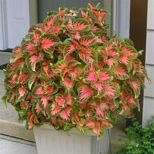 Flower Seeds - View 4
