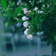 Flower Seeds - View 2
