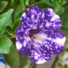 195+ Graines de Pétunie Rare Night Sky - Graines de Pétunie Dwarf Wave pour la plantation dans le jardin domestique, non-OGM, variétés anciennes. - Voir 5
