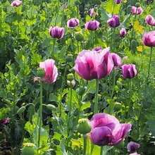 156Pcs Purple Wildflower Seeds - 156 piezas - Ver 4