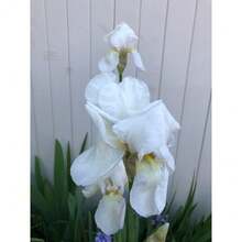 200seedsWhite Bearded Iris - Variant1 - View 2