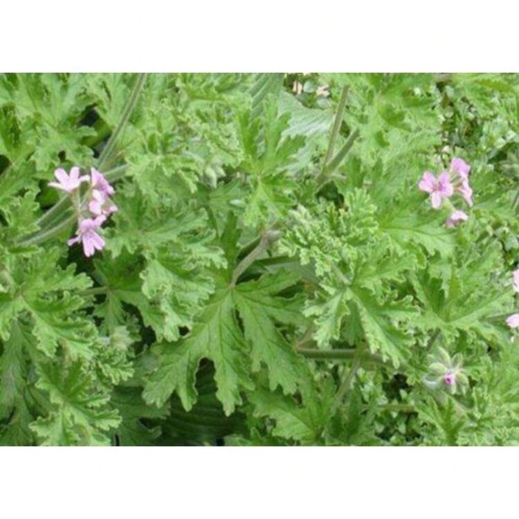 Flower Seeds - Xem 4