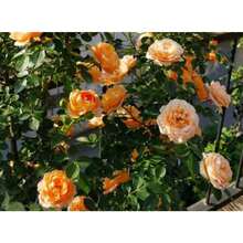 Plant Seeds - View 3