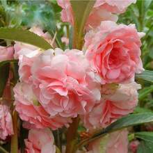 Flower Seeds - View 1