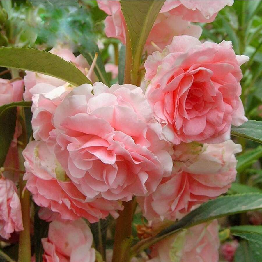 Flower Seeds - View 1