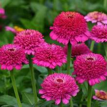 187 graines de fleurs à taux de germination élevé, Graines de Zinnia Lilliput violette - Graines de fleurs annuelles, résistantes à la sécheresse pour la plantation en extérieur, Fleurs doubles compactes pour les bordures et les jardinières, Respectueuses des pollinisateurs, Parfaites pour le jardin printanier - Voir 2