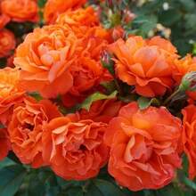 Flower Seeds - View 1