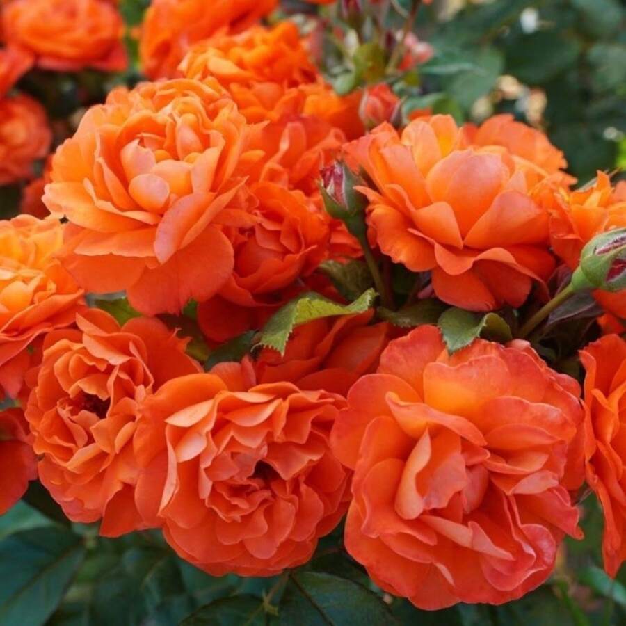 Flower Seeds - View 1