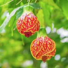 Plant Seeds - View 2