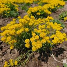 Flower Seeds - View 2