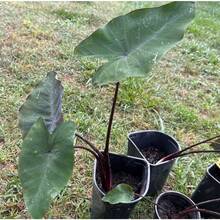 200 graines de Colocasia Esculenta, plante à oreilles d'éléphant noire - Voir 2