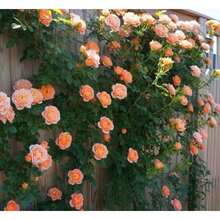 Plant Seeds - View 1