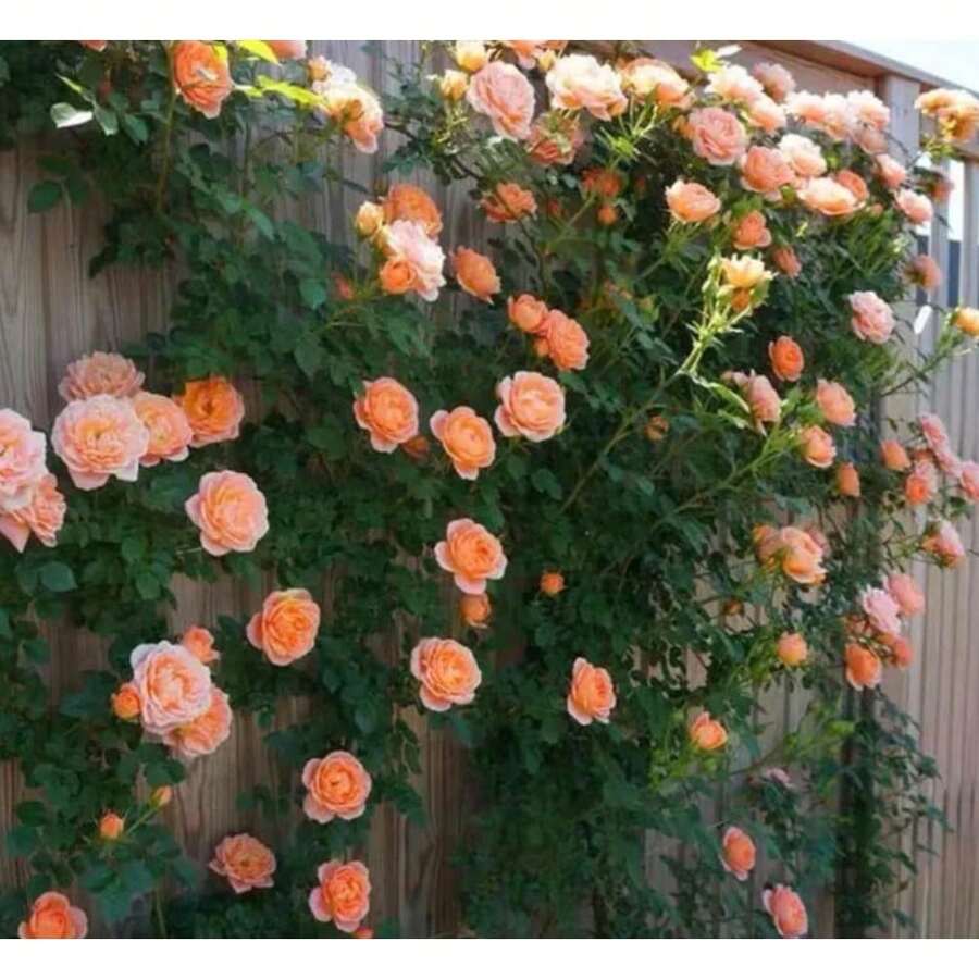 Plant Seeds - View 1