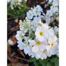 150 Graines de Primules Mélancées, Graines de Primules Anglaises - Décorez les Jardins et les Balcons avec de Magnifiques Fleurs, Essentielles pour le Jardinage Domestique - Voir 3