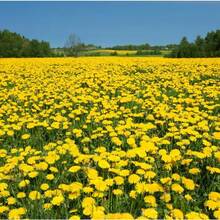 Flower Seeds - View 2