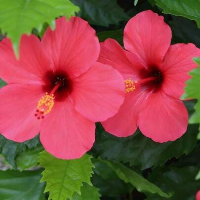 Sementes de flores