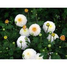 Plant Seeds - View 4