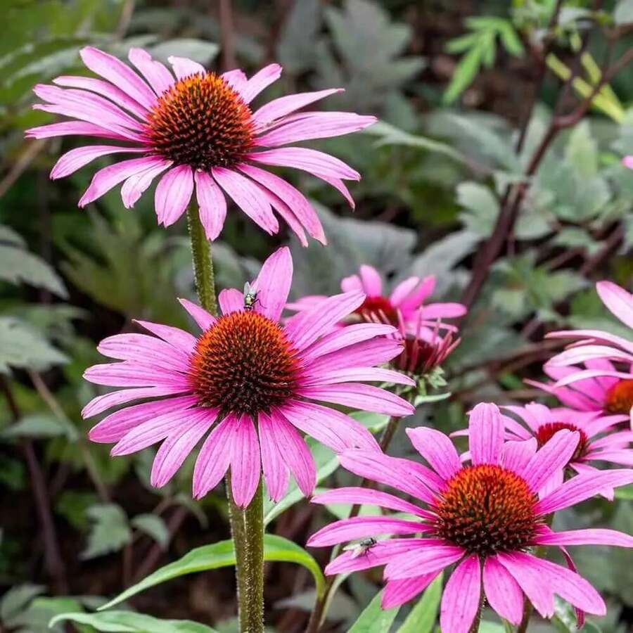 420 Echinacée violette (Echinacea purpurea) - Fleur décorative de jardin, idéale pour la plantation dans la maison et le jardin, convient aux passionnés de jardinage --- Chaque paquet est doté d'une étiquette avec le nom du produit. - Voir 1