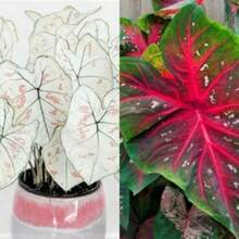 Seeds Caladium Marie Moir And Red Flash Bulbs.One Of Each.A Total Of 2. - 變體1 - 查看 7
