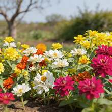 Flower Seeds - View 2