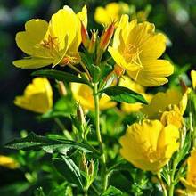 5000 graines d'Oenothera speciosa, une plante vivace utilisée pour la plantation de primevères. - Voir 3