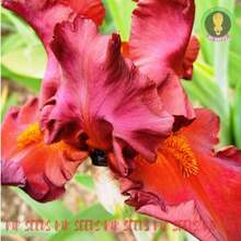 Sementes de flores - Ver 5