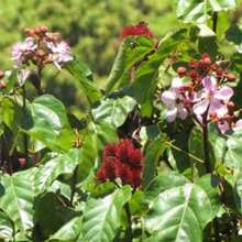 Flower Seeds - View 6
