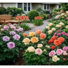 198 Mixed Climbing Flower Se.Eds, Low Maintenance Flower Se.Eds, Perfect For Enchanting Gardens, Great Gardening Gift - 198 Items - View 3