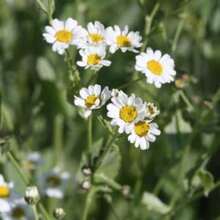 Semillas de flores - Ver 4
