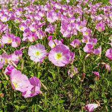 Flower Seeds - View 3