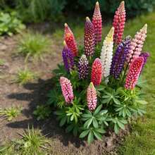 100 Graines de Lupin, Faciles à Cultiver pour les Débutants, Plantes Vivaces, Idéales pour les Petits Espaces et Balcons - Voir 5