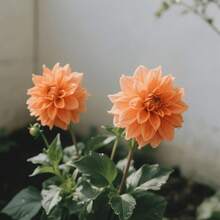 Flower Seeds - View 3