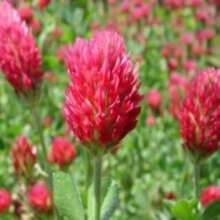 Flower Seeds - View 1