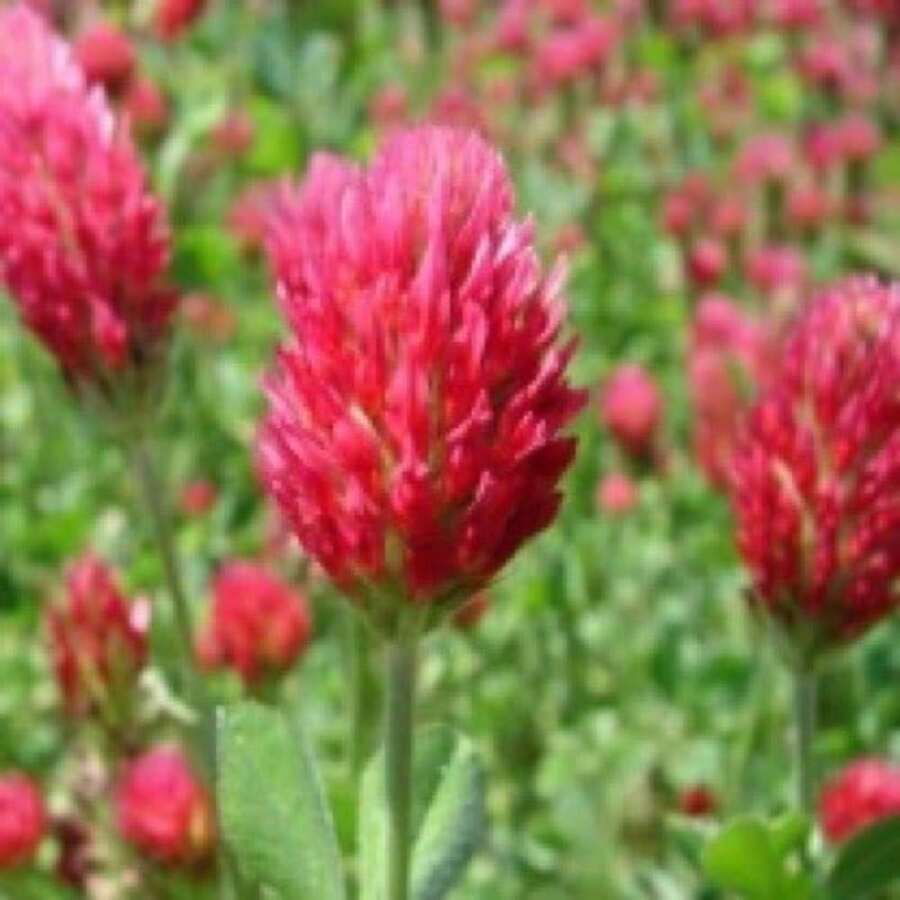 Flower Seeds - View 1
