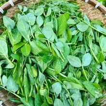 Plus de 100 plants de pois, graines de pois pour la plantation - Graines de pois, pousses de haricots, légumes verts, légumes de ferme - Voir 4