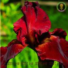 Sementes de flores - Ver 8