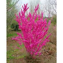 60 Graines de Cercis ou Bonsaï à Fleurs Roses et Violettes Rares - Voir 6