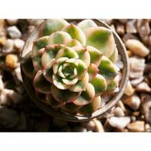 Seeds Plants, Echeveria Nuda Variegated - Variant1 - View 2