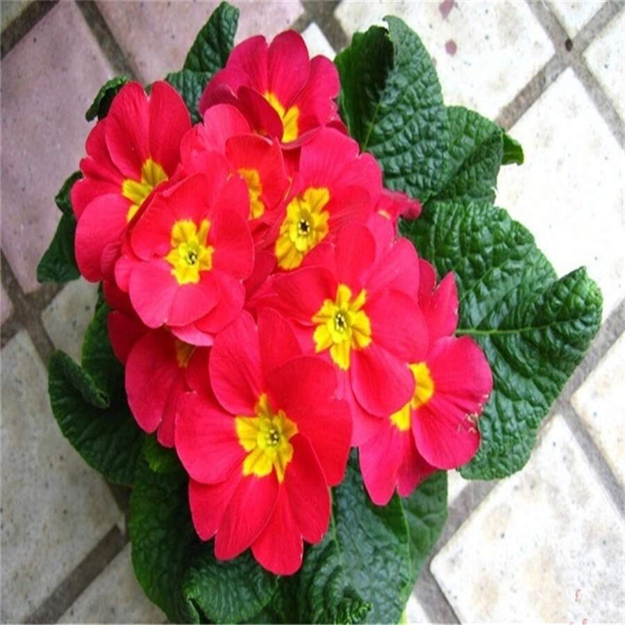 Flower Seeds - View 1