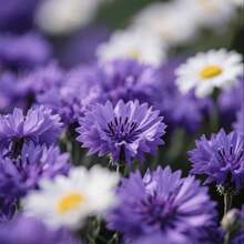 Flower Seeds - View 2