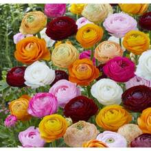 Flower Seeds - View 3