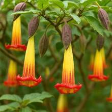 Flower Seeds - View 2