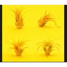 1pcs Tillandsia Plants,Air Plant,Succulents Suitable For Lazy People To Maintain,Plants That Can Be Kept Alive By Spraying Water,Easy To Maintain, Suitable As Gifts - Cây không khí - Xem 2