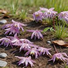 300 Graines de Clématite, Plante Grimpante, Fleurs Multicolores pour Balcon et Jardin - Voir 4