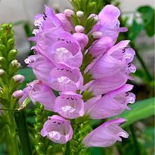 133Pcs Grass Flower Seeds Are Suitable For Garden Planting - 133pcs - View 2
