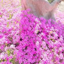 Flower Seeds - View 4