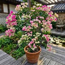 Flower Seeds - 查看 1